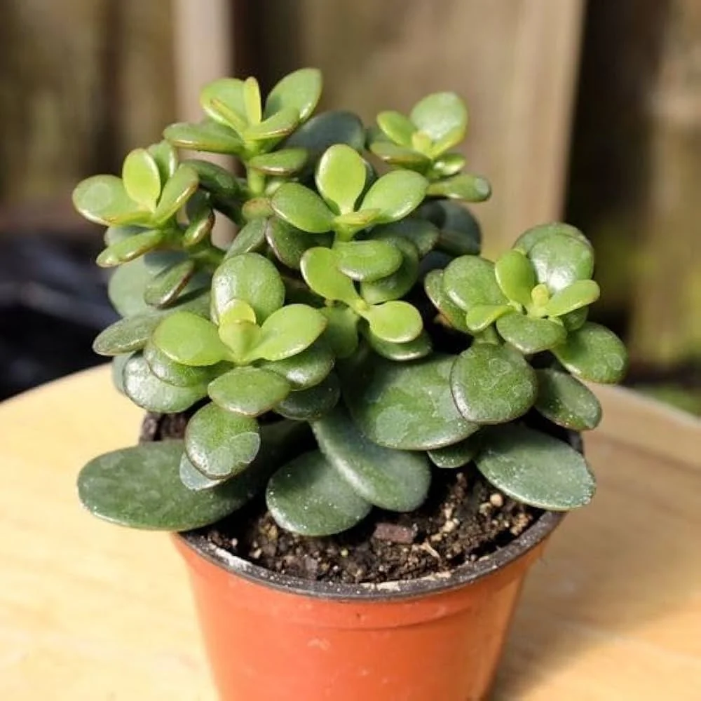 Jade plant/zz plant